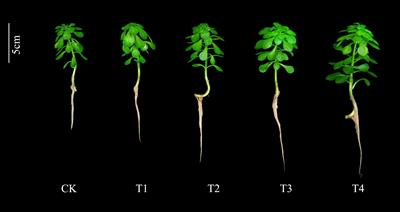 Exogenous silicon promotes cadmium (Cd) accumulation in Sedum alfredii Hance by enhancing Cd uptake and alleviating Cd toxicity